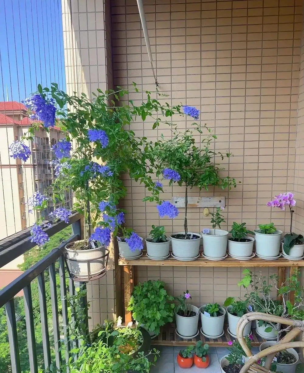9種花「曬不死」,扔在南陽臺,長成讓人羨慕的樣子