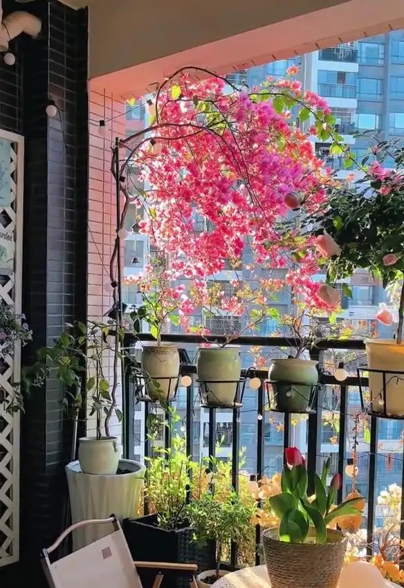 9種花「曬不死」,扔在南陽臺,長成讓人羨慕的樣子