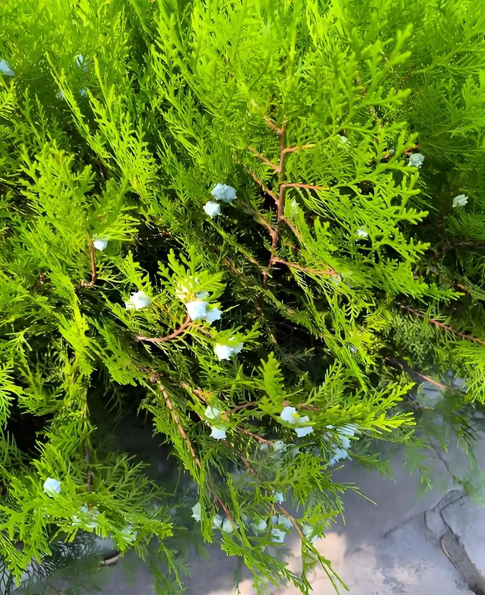 這8種花千萬不能用啤酒澆灌,越澆死得越快,澆錯必死無疑!