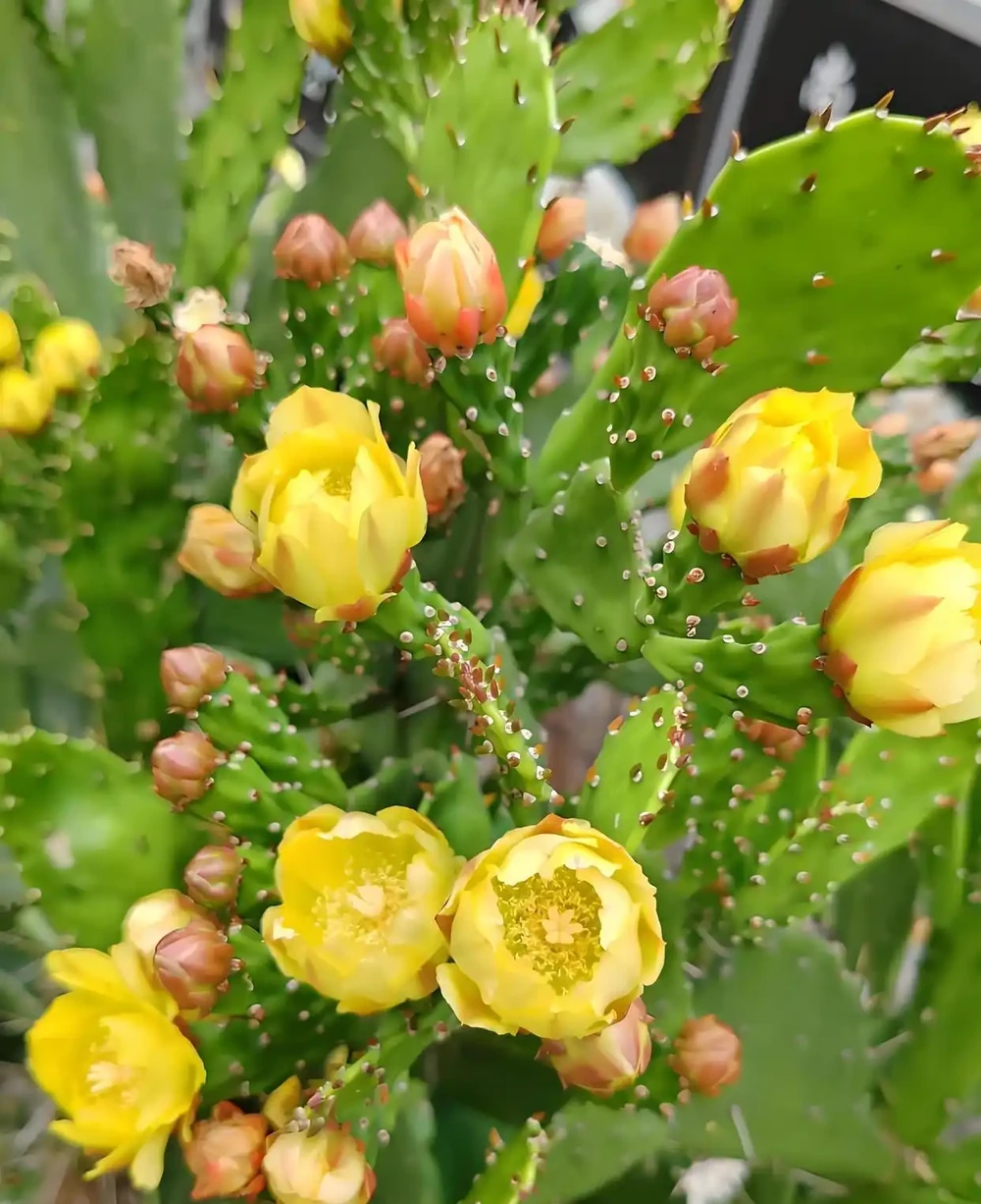 這8種花千萬不能用啤酒澆灌,越澆死得越快,澆錯必死無疑!