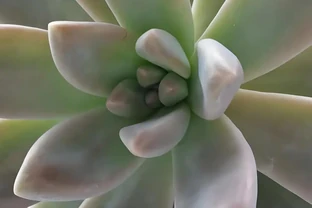 這8種花千萬不能用啤酒澆灌，越澆死得越快，澆錯必死無疑！