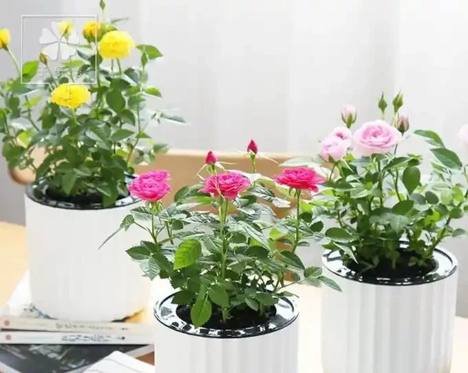 春季家養玫瑰有啥妙招？這七大神奇方法，你知道幾個？