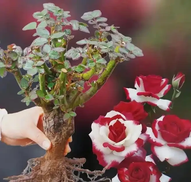 春季家養玫瑰有啥妙招？這七大神奇方法，你知道幾個？