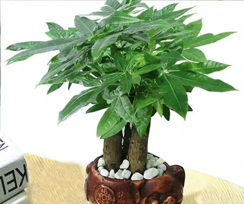 發財樹掉成「光桿司令」?別扔!抓住這3個救命訊號,15天冒新芽