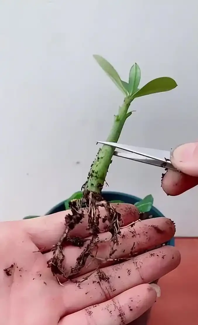 新手別再亂插沙漠玫瑰了!記住「2個黃金期+3天晾乾」,一盆輕鬆變十盆