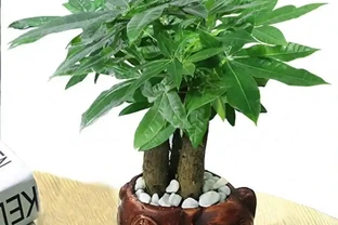 發財樹掉成「光桿司令」？別扔！抓住這3個救命訊號，15天冒新芽