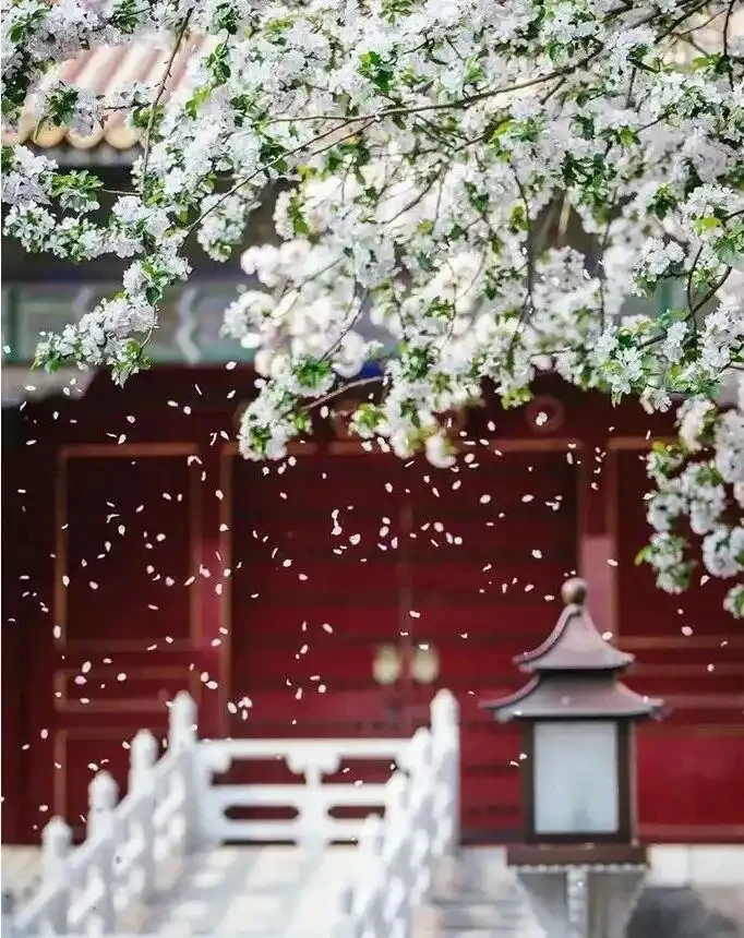 四季花歷：一張圖看懂12個月的花開密碼
