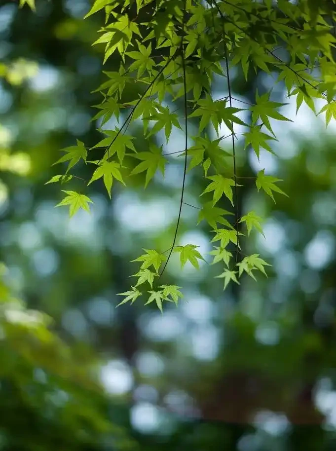 四季花歷：一張圖看懂12個月的花開密碼
