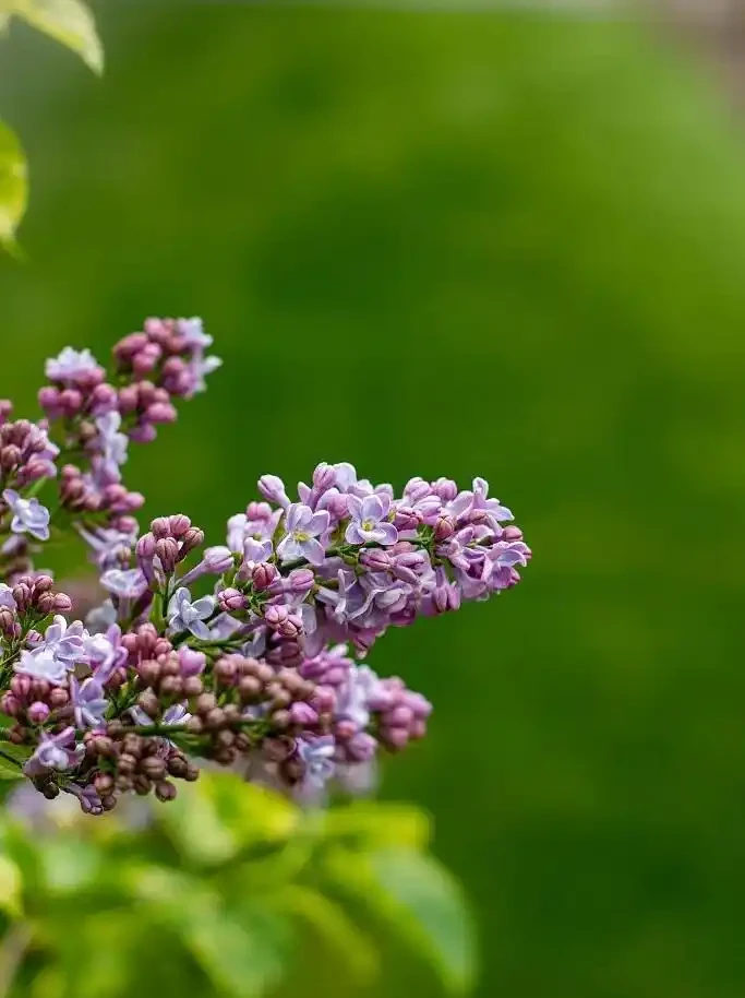 四季花歷：一張圖看懂12個月的花開密碼
