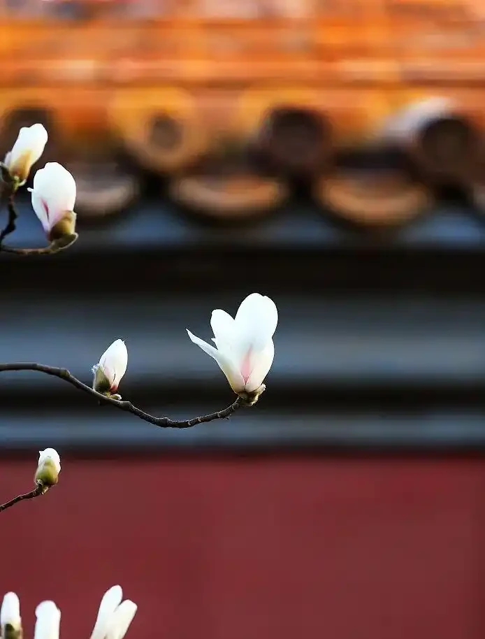 四季花歷：一張圖看懂12個月的花開密碼