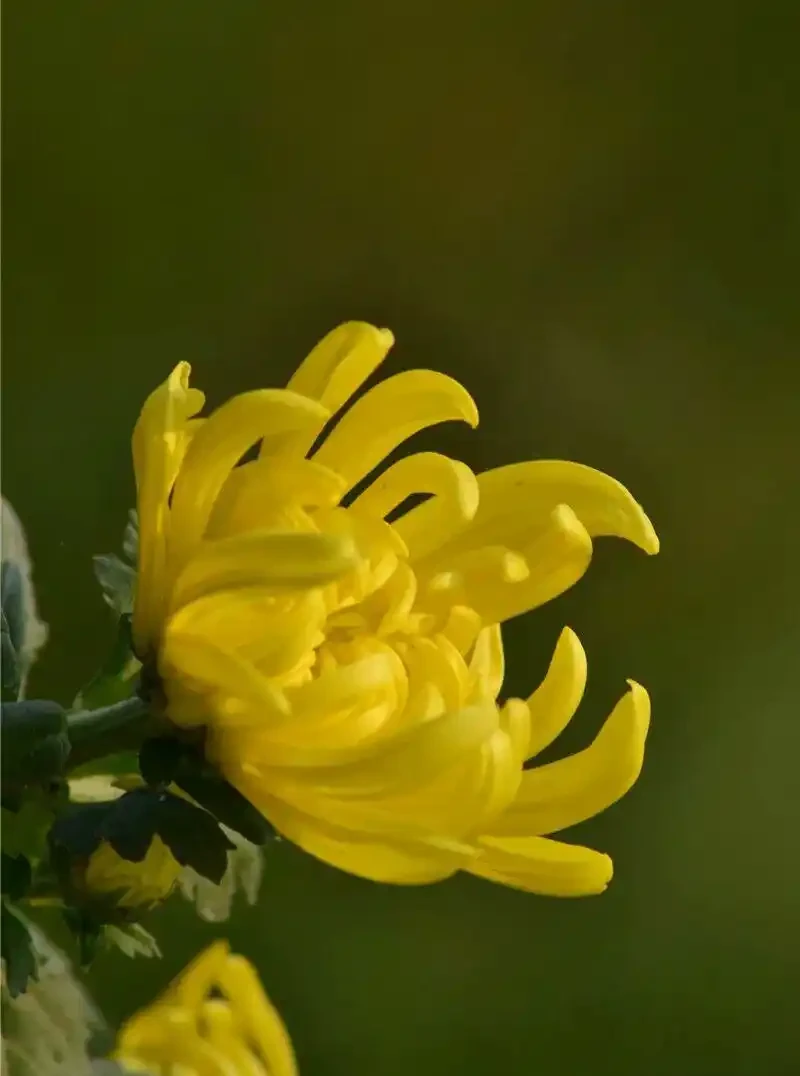 四季花歷：一張圖看懂12個月的花開密碼