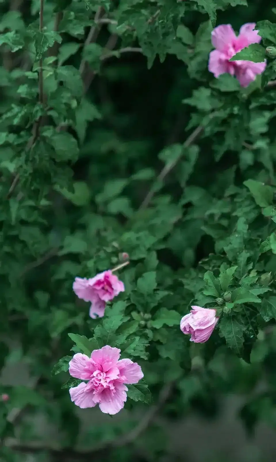 四季花歷：一張圖看懂12個月的花開密碼