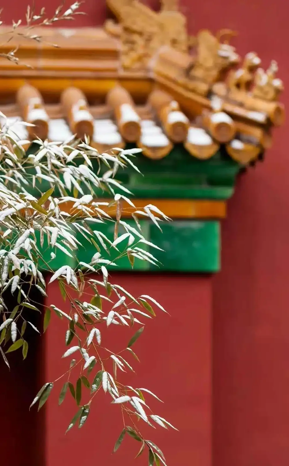 四季花歷：一張圖看懂12個月的花開密碼