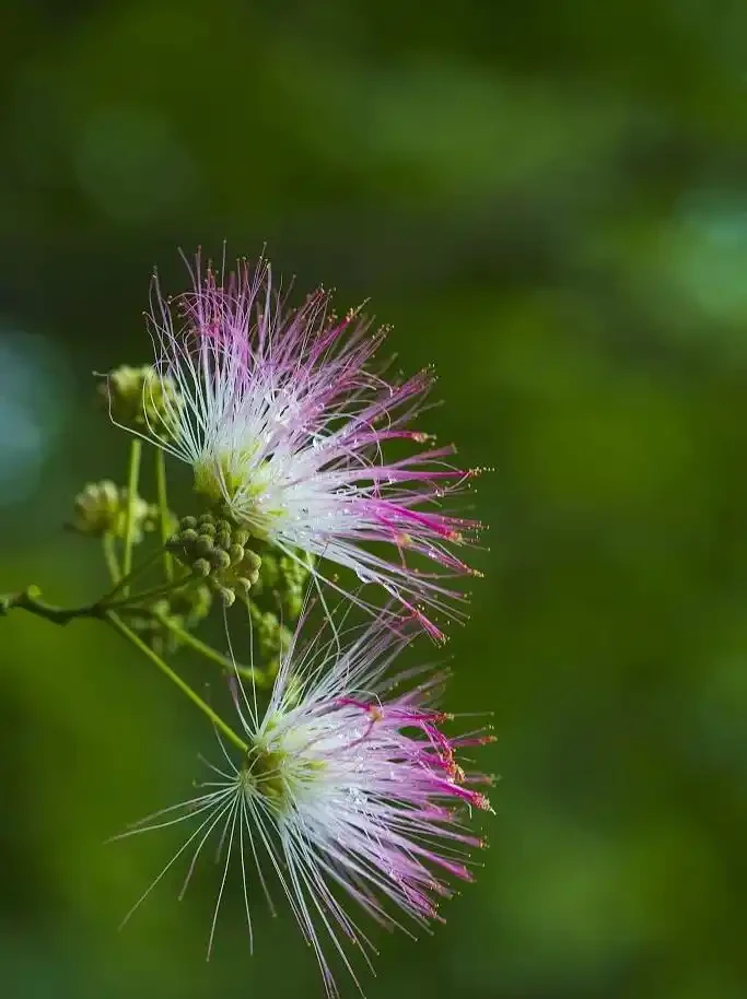 四季花歷：一張圖看懂12個月的花開密碼
