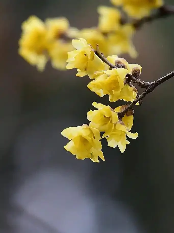 四季花歷：一張圖看懂12個月的花開密碼