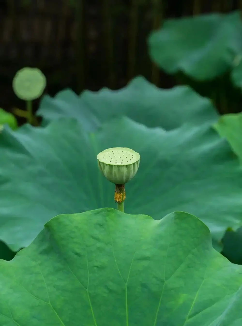 四季花歷：一張圖看懂12個月的花開密碼