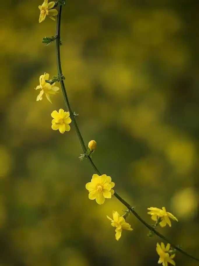 四季花歷：一張圖看懂12個月的花開密碼