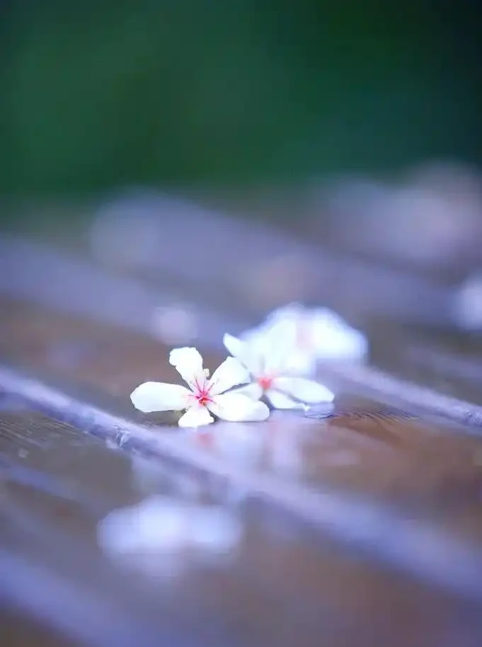 四季花歷：一張圖看懂12個月的花開密碼
