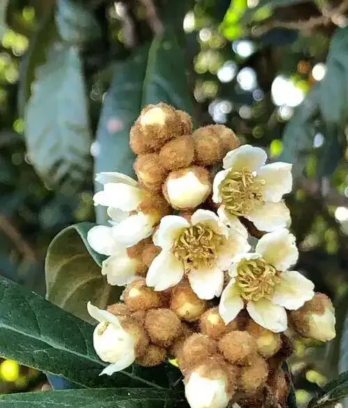 四季花歷：一張圖看懂12個月的花開密碼