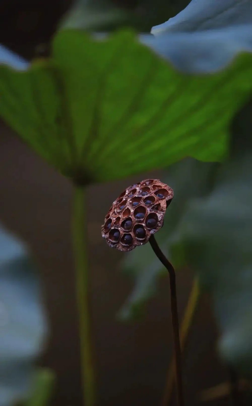 四季花歷：一張圖看懂12個月的花開密碼