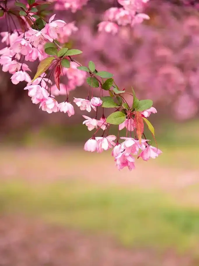 四季花歷：一張圖看懂12個月的花開密碼