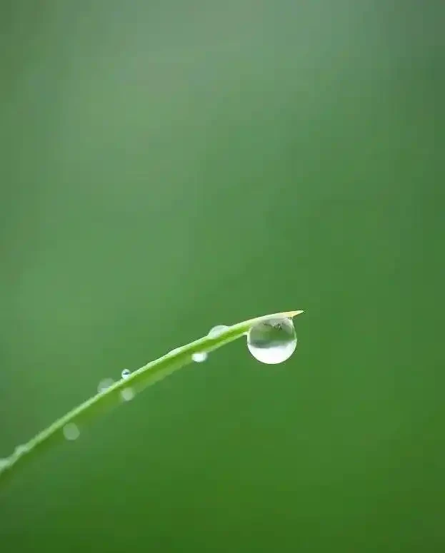 四季花歷：一張圖看懂12個月的花開密碼
