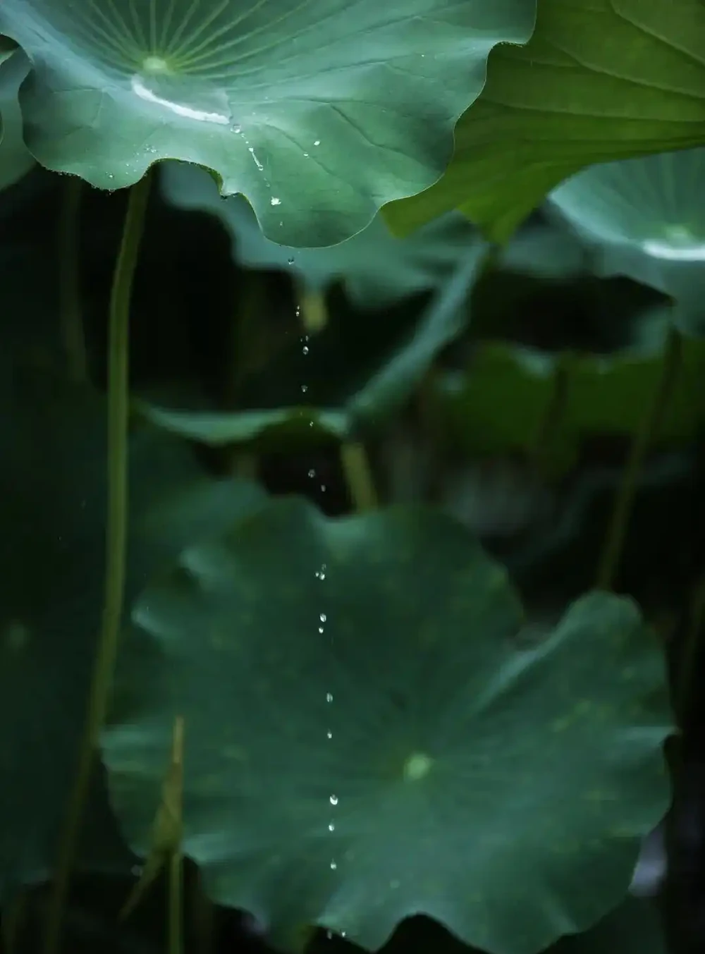 四季花歷：一張圖看懂12個月的花開密碼