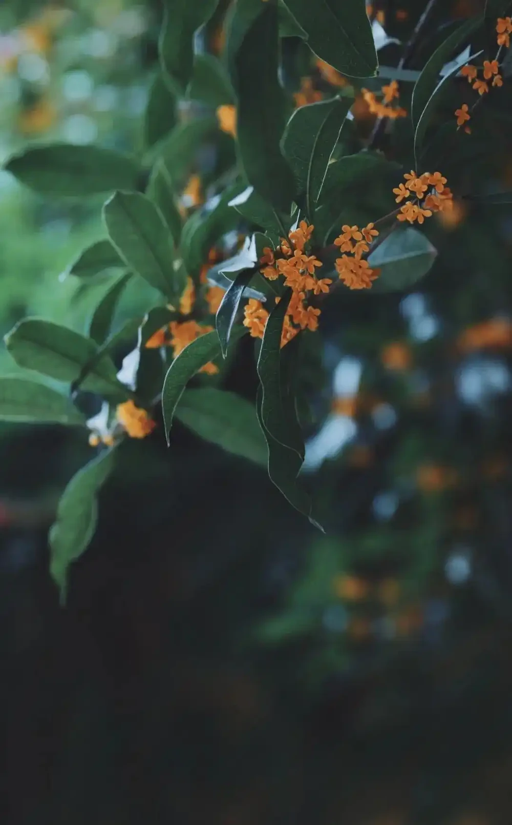 四季花歷：一張圖看懂12個月的花開密碼