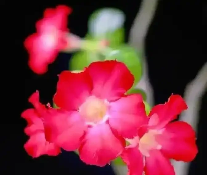 養沙漠玫瑰別亂砍頭：側芽該留幾個？一圖教你留對直接養出老樁
