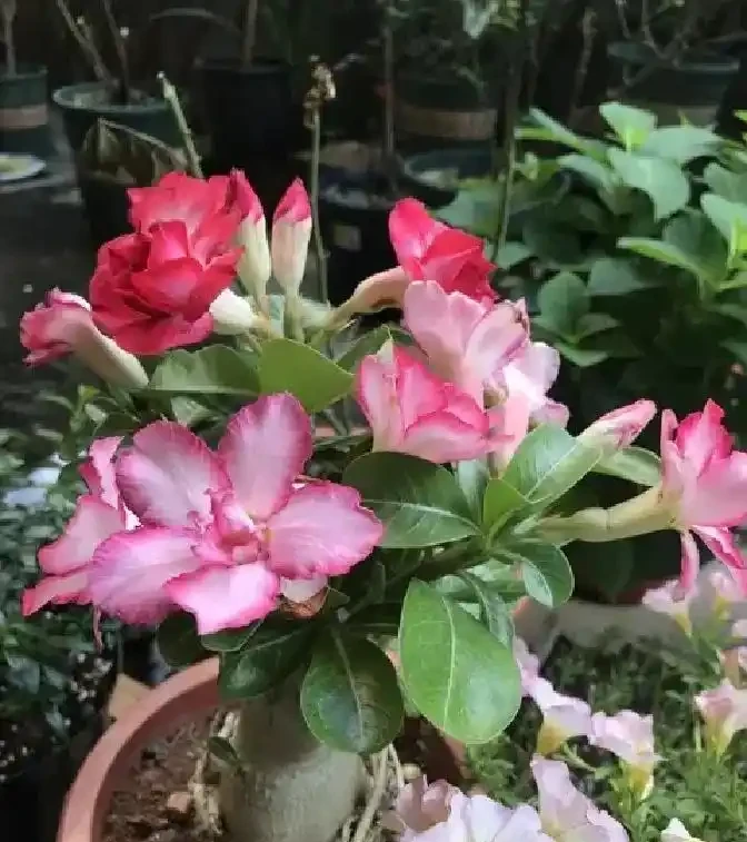 養沙漠玫瑰別亂砍頭：側芽該留幾個？一圖教你留對直接養出老樁