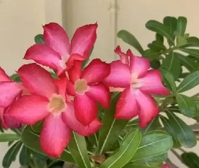 養沙漠玫瑰別亂砍頭：側芽該留幾個？一圖教你留對直接養出老樁