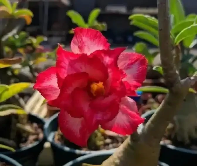 養沙漠玫瑰別亂砍頭：側芽該留幾個？一圖教你留對直接養出老樁