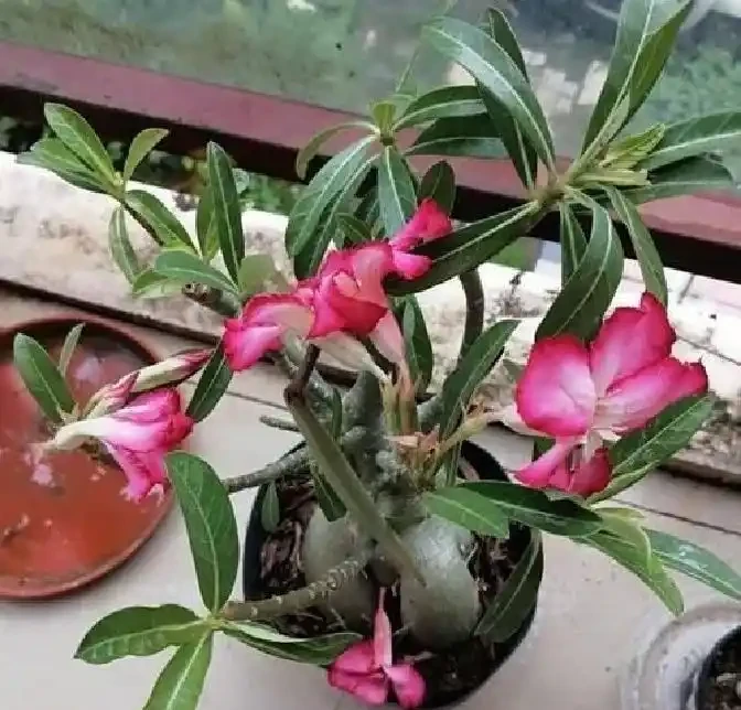 養沙漠玫瑰別亂砍頭：側芽該留幾個？一圖教你留對直接養出老樁