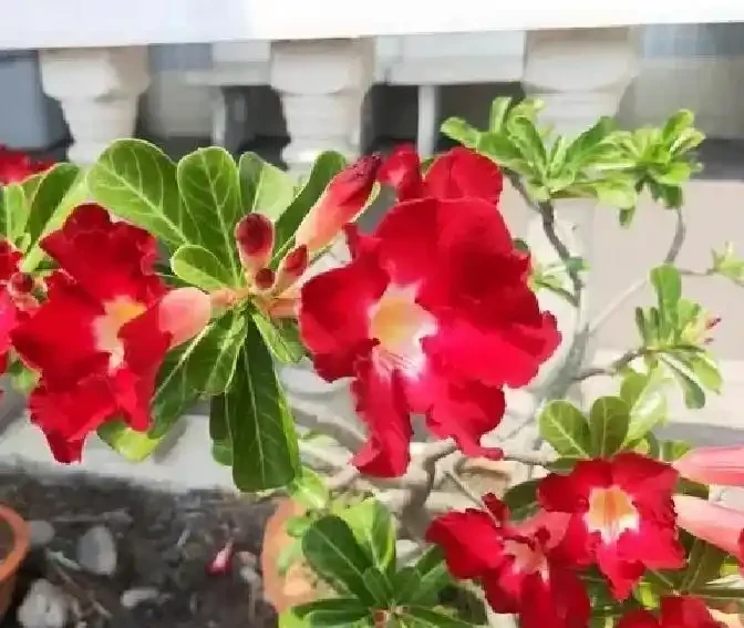 養沙漠玫瑰別亂砍頭：側芽該留幾個？一圖教你留對直接養出老樁