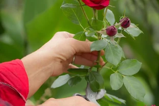 玫瑰開花後需要剪掉嗎？學會正確修剪，來年爆花更驚豔！