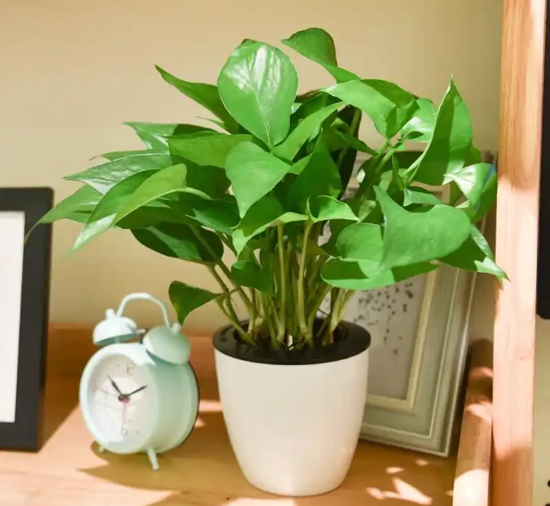 春養綠植乾貨!盆栽黃葉、徒長,別急著扔!這樣救,立馬恢復生機