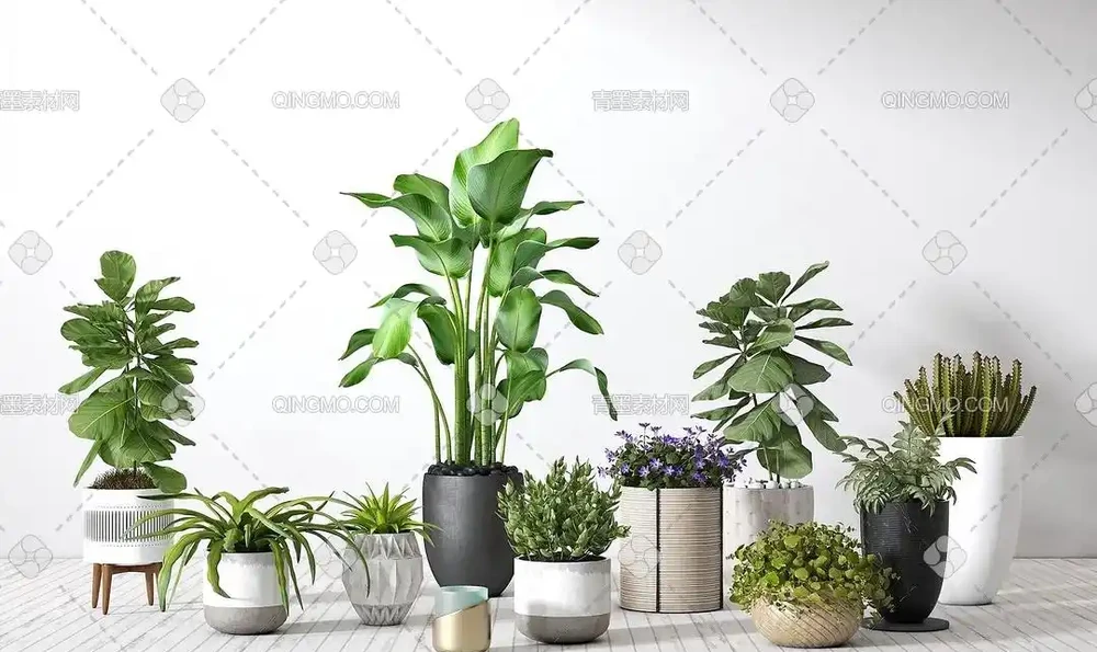 春養綠植乾貨!盆栽黃葉、徒長,別急著扔!這樣救,立馬恢復生機