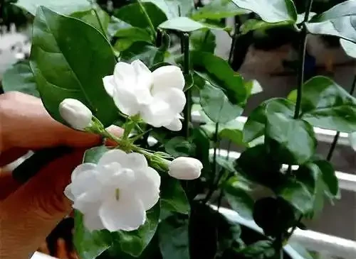 養花別瞎澆!5 種花是 「醋罐子」,10 天喝一次酸酸水,葉亮花豔不黃葉