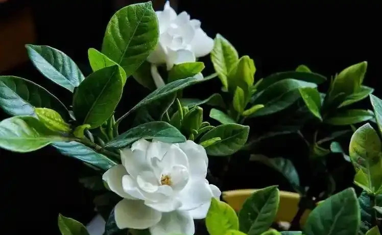 養花別瞎澆!5 種花是 「醋罐子」,10 天喝一次酸酸水,葉亮花豔不黃葉