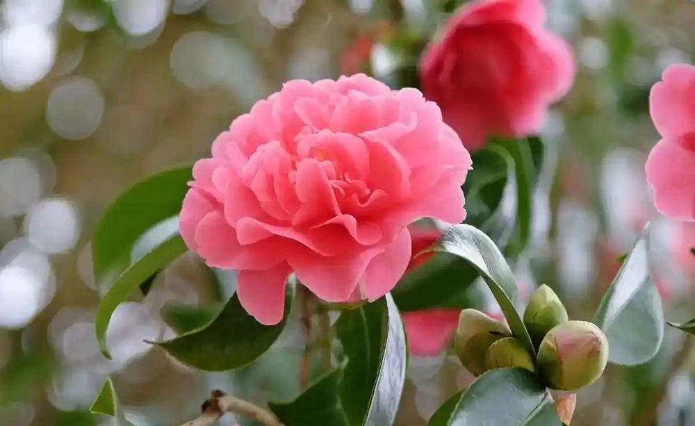 養花別瞎澆!5 種花是 「醋罐子」,10 天喝一次酸酸水,葉亮花豔不黃葉