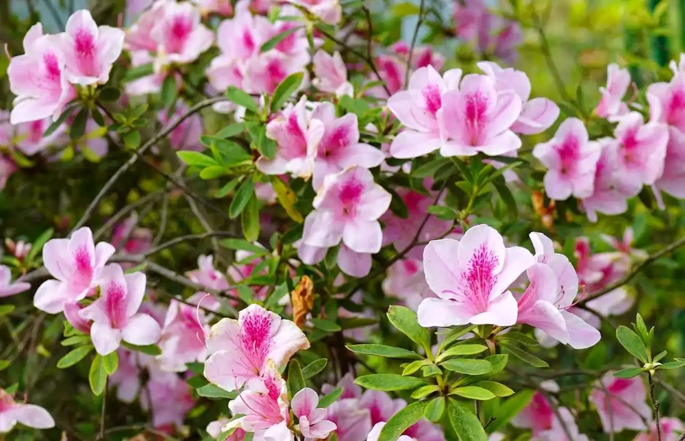養花別瞎澆!5 種花是 「醋罐子」,10 天喝一次酸酸水,葉亮花豔不黃葉