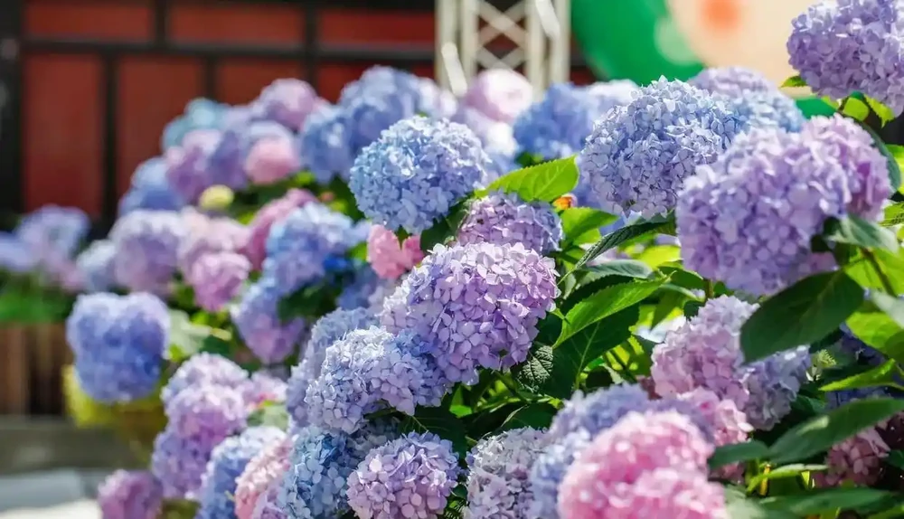 養花別瞎澆!5 種花是 「醋罐子」,10 天喝一次酸酸水,葉亮花豔不黃葉