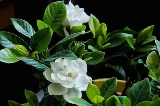 養花別瞎澆！5 種花是 「醋罐子」，10 天喝一次酸酸水，葉亮花豔不黃葉