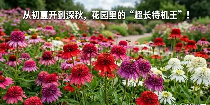 這花耐寒又耐熱，種一次年年開！從6月開到10月，越曬開花越多！