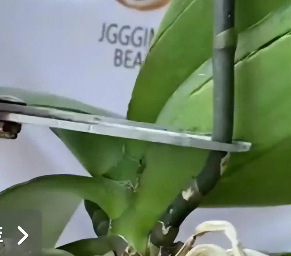 蝴蝶蘭復花秘籍:從剪花到上盆的零失敗路線圖
