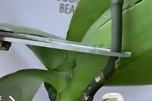 蝴蝶蘭復花秘籍：從剪花到上盆的零失敗路線圖