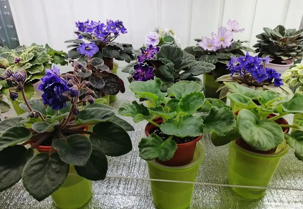 淘米水澆花有禁忌！這幾種花千萬別澆，小心黃葉腐根救不回