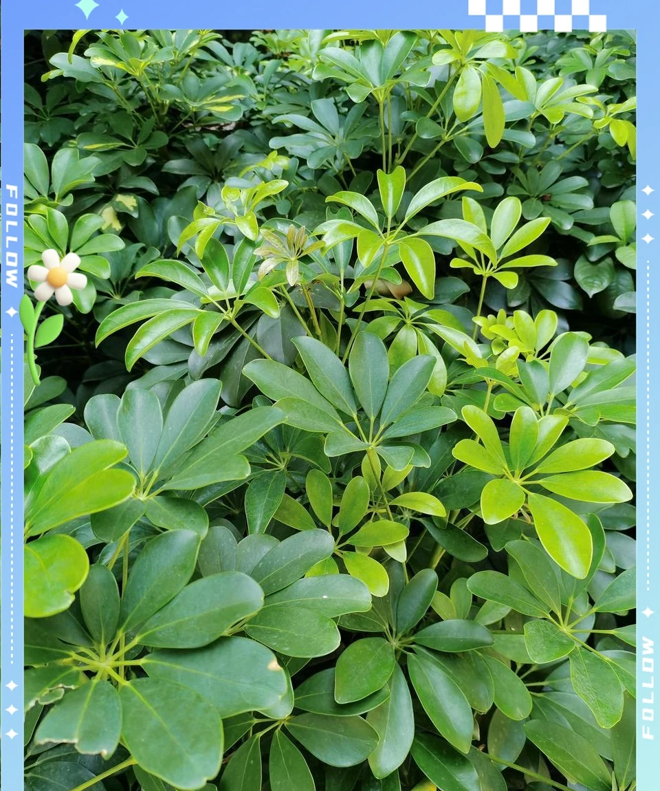 鴨腳木「瘦高」變「矮胖」的4步實操手冊