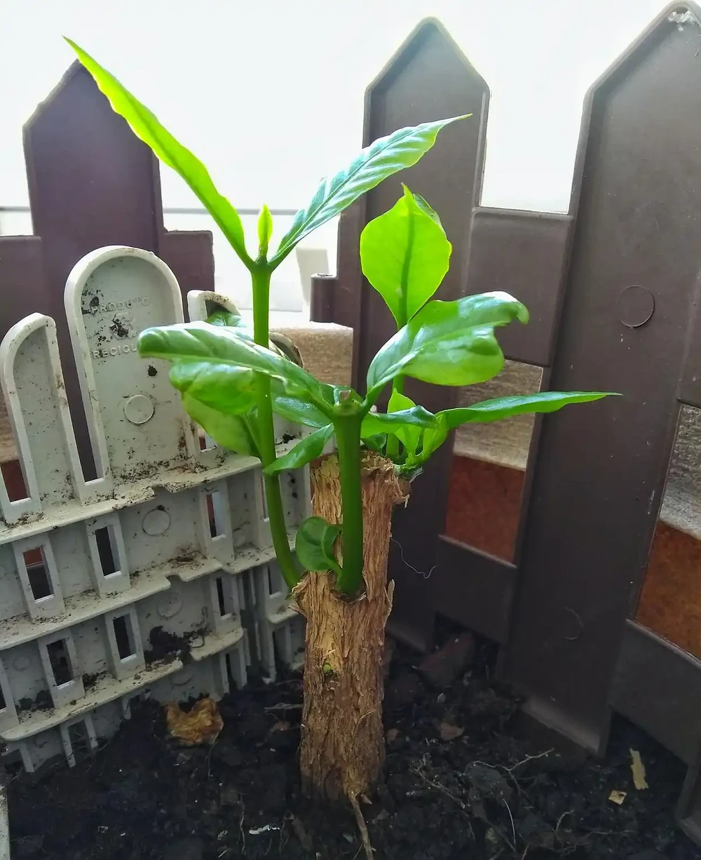 金鑽滿盆擠不下？手把手教你換盆，葉子油亮猛長新芽