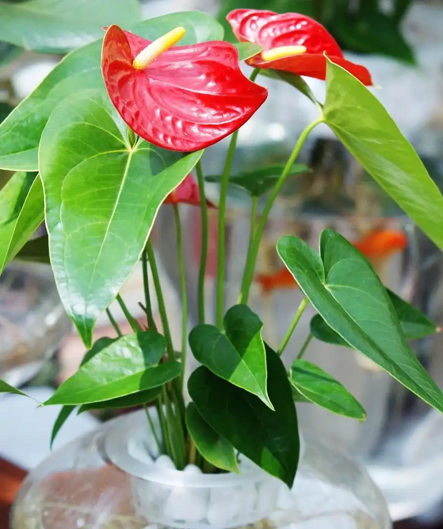家裡沒陽光?這3種「耐陰王」閉眼入!常年翠綠不黃葉,把森林搬進小黑屋